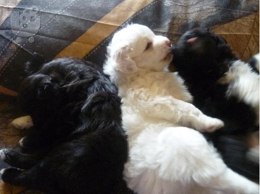 PoulaTo: poylao kytavakia